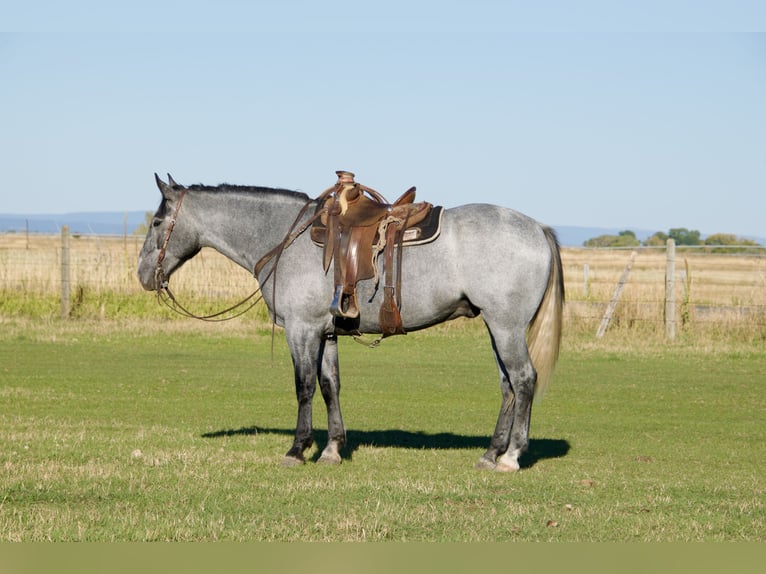 Draft Horse Mix Gelding 5 years 16,1 hh Roan-Blue in Saint Anthony