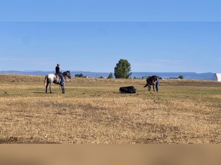 Draft Horse Mix Gelding 5 years 16,1 hh Roan-Blue in Saint Anthony
