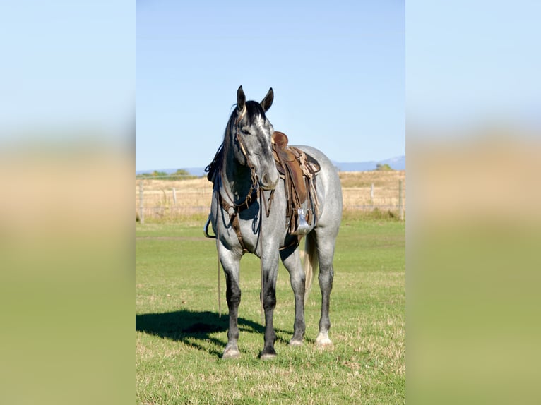 Draft Horse Mix Gelding 5 years 16,1 hh Roan-Blue in Saint Anthony