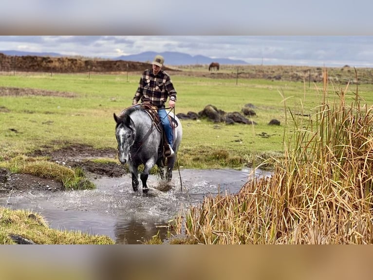 Draft Horse Mix Gelding 5 years 16,1 hh Roan-Blue in Saint Anthony
