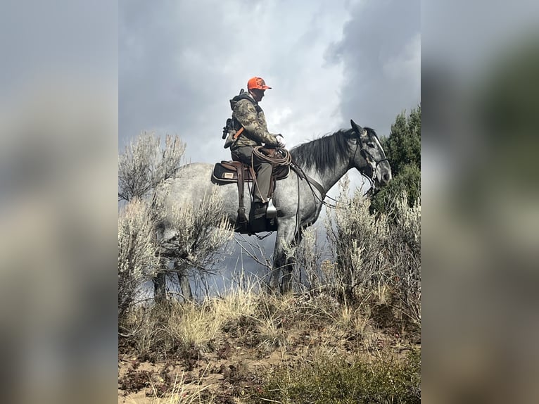 Draft Horse Mix Gelding 5 years 16,1 hh Roan-Blue in Saint Anthony