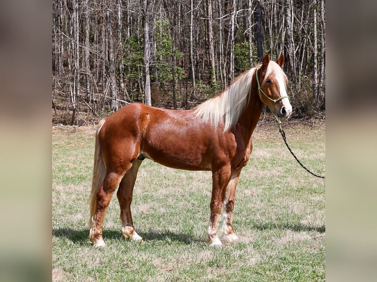 Draft Horse Mix Gelding 5 years 16,1 hh Sorrel in Blairsville