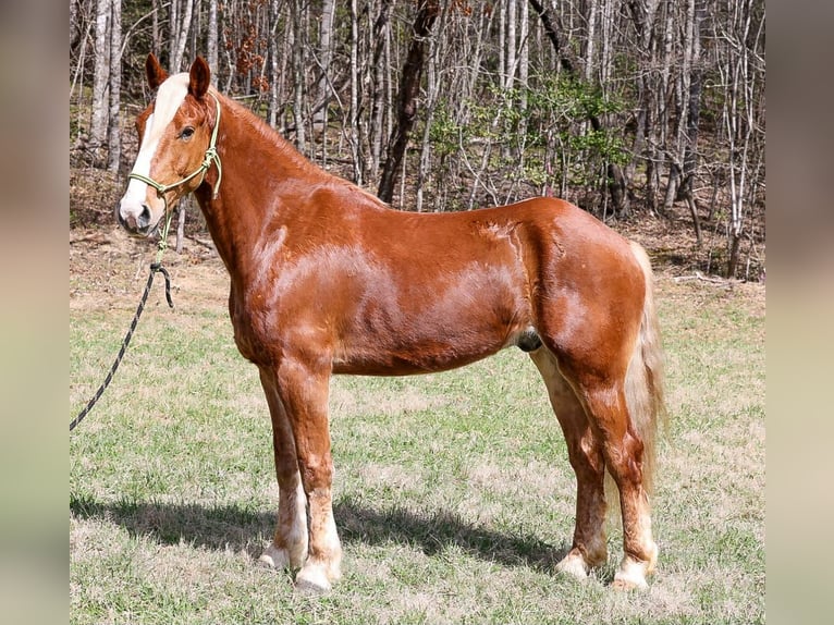 Draft Horse Mix Gelding 5 years 16,1 hh Sorrel in Blairsville