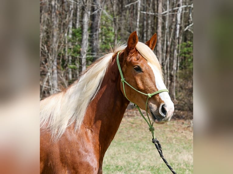 Draft Horse Mix Gelding 5 years 16,1 hh Sorrel in Blairsville