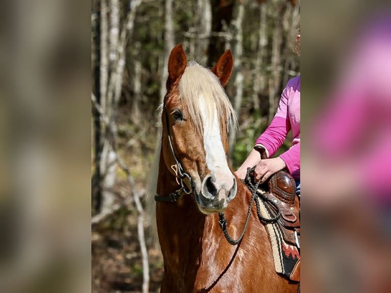 Draft Horse Mix Gelding 5 years 16,1 hh Sorrel in Blairsville