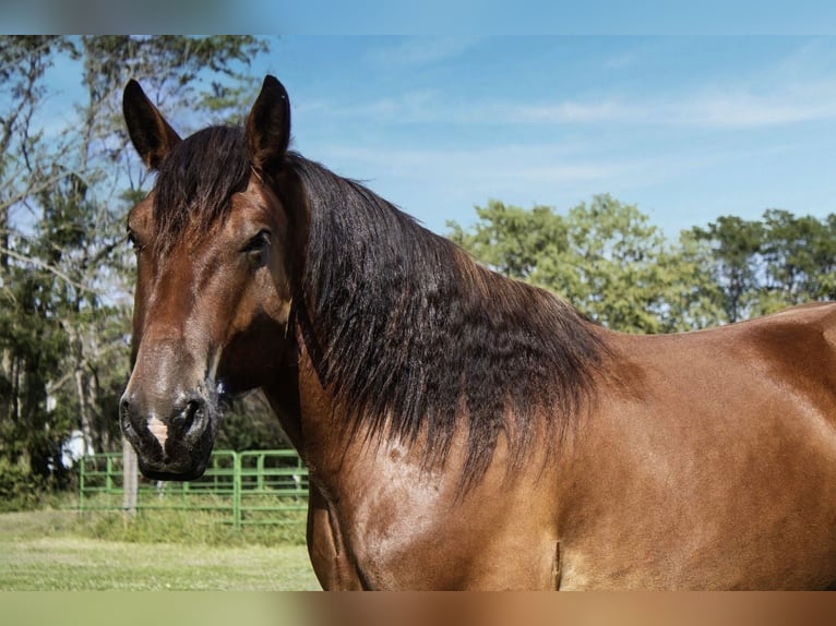 Draft Horse Mix Gelding 5 years 16,2 hh Bay in Battle Creek