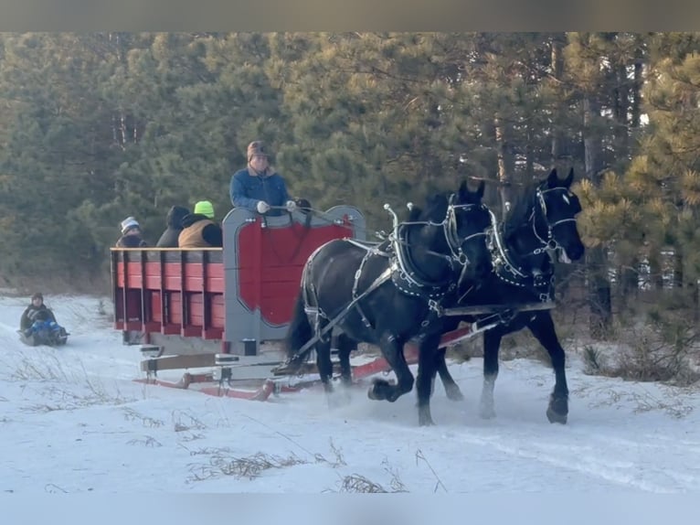Draft Horse Mix Gelding 5 years 16,2 hh Black in Nevis