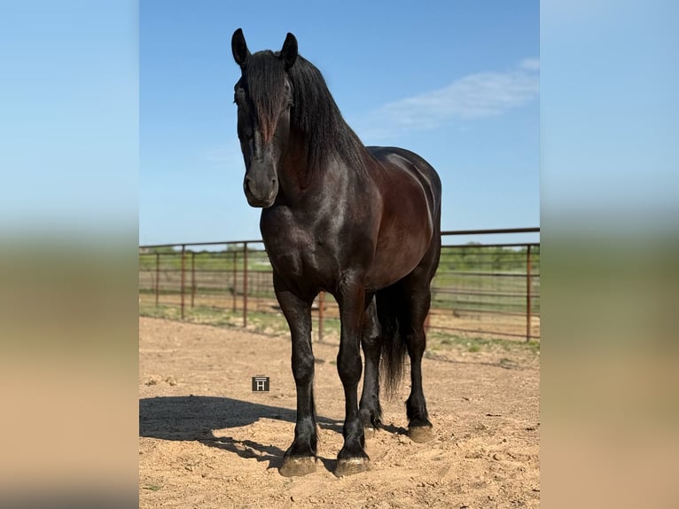 Draft Horse Gelding 5 years 16,2 hh Black in jacksboro KY