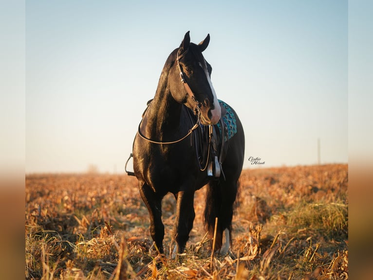Draft Horse Mix Gelding 5 years 16,2 hh Black in Fairbank Draft Horse Mix Gelding 5 years 16,2 hh Black in Fairbank