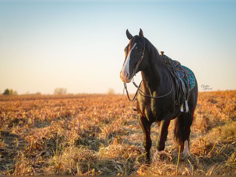 Draft Horse Mix Gelding 5 years 16,2 hh Black in Fairbank Draft Horse Mix Gelding 5 years 16,2 hh Black in Fairbank