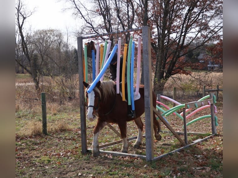 Draft Horse Mix Gelding 5 years 16,2 hh Chestnut in Howell
