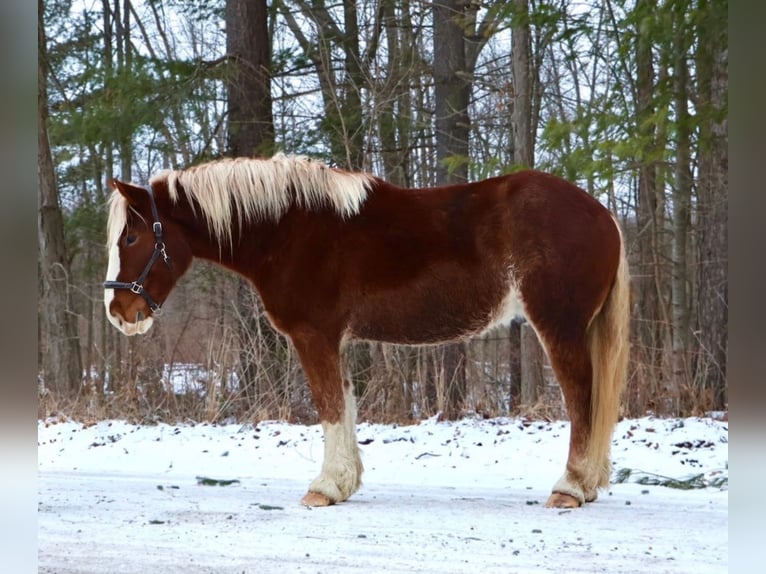 Draft Horse Mix Gelding 5 years 16,2 hh Chestnut in Howell