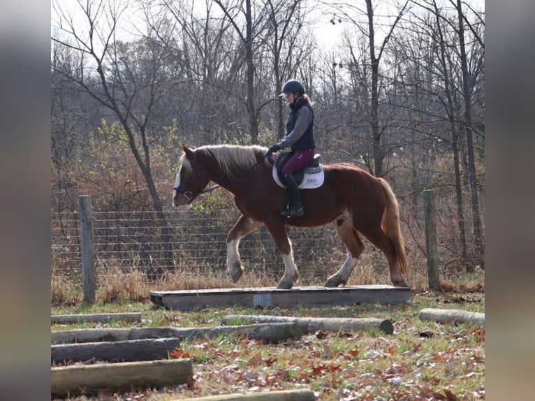 Draft Horse Mix Gelding 5 years 16,2 hh Chestnut in Howell