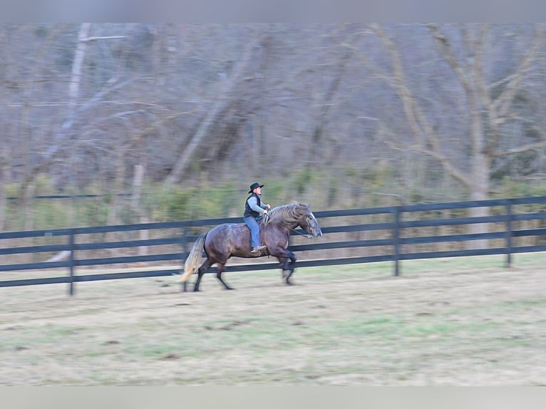 Draft Horse Gelding 5 years 16,2 hh Grey in Fairbank