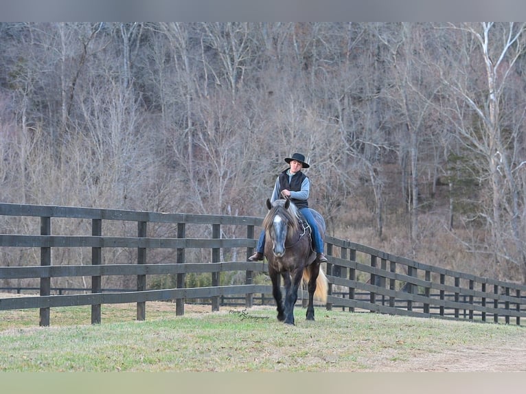 Draft Horse Gelding 5 years 16,2 hh Grey in Fairbank