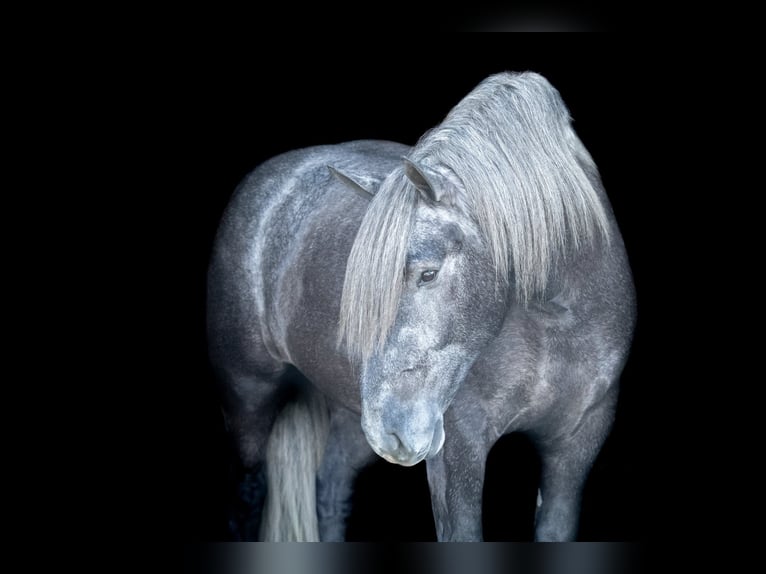 Draft Horse Gelding 5 years 16,2 hh Grey in Fairbank