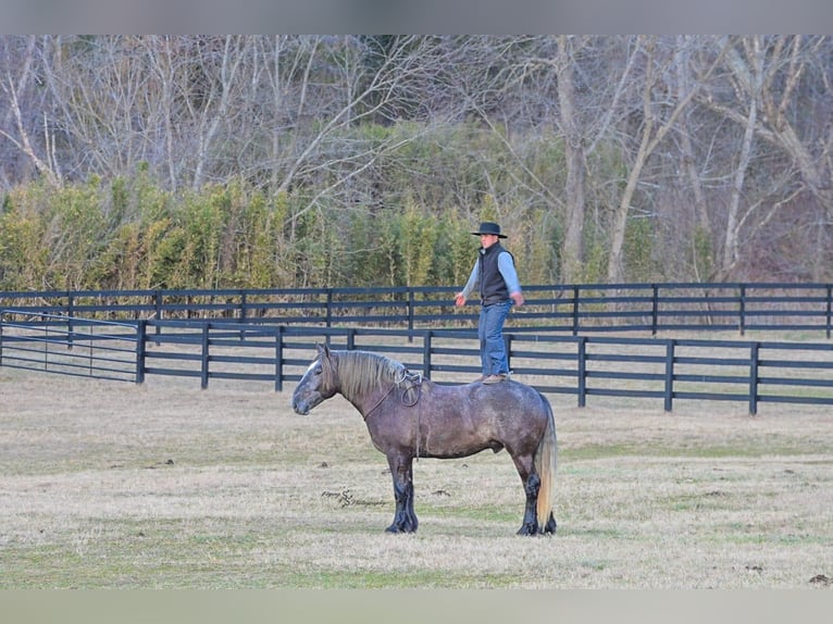 Draft Horse Gelding 5 years 16,2 hh Grey in Fairbank