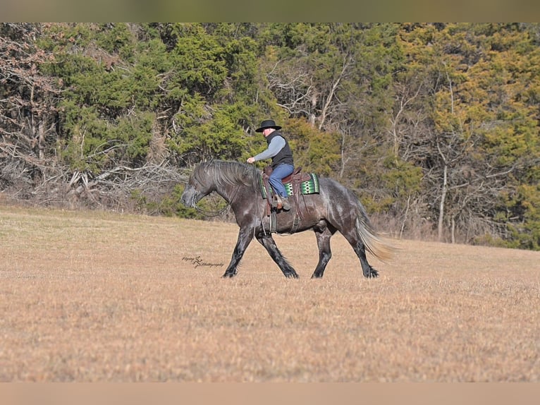 Draft Horse Gelding 5 years 16,2 hh Grey in Fairbank