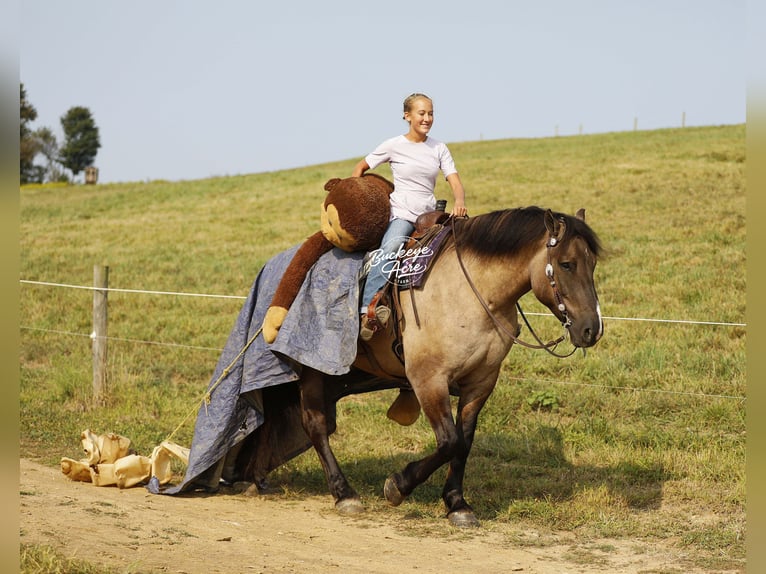 Draft Horse Mix Gelding 5 years 16,2 hh Grullo in Millersburg