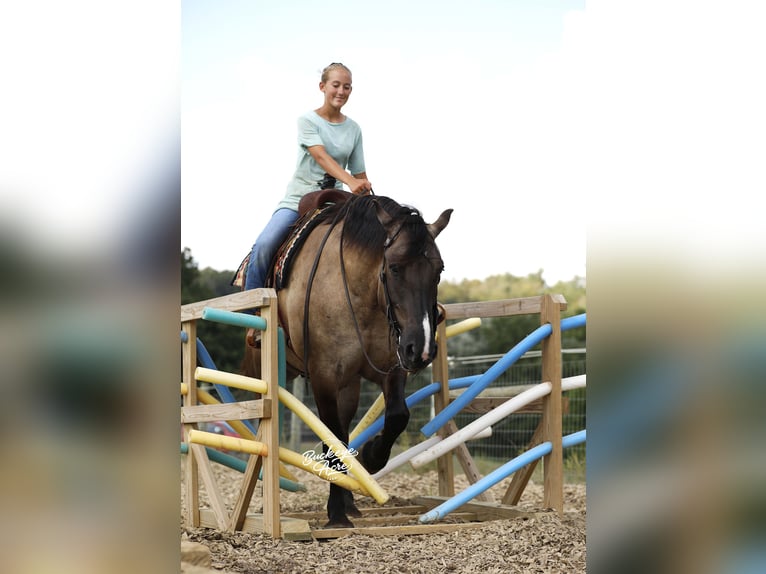 Draft Horse Mix Gelding 5 years 16,2 hh Grullo in Millersburg