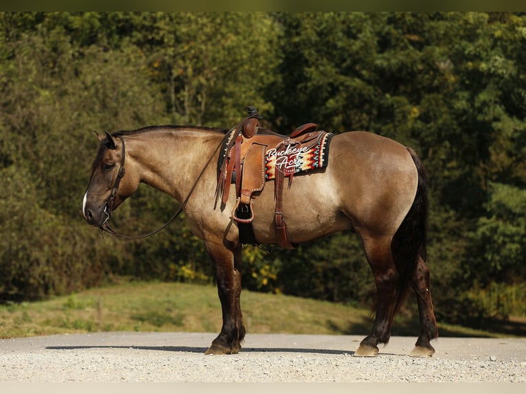 Draft Horse Mix Gelding 5 years 16,2 hh Grullo in Millersburg