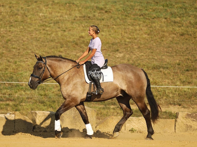 Draft Horse Mix Gelding 5 years 16,2 hh Grullo in Millersburg
