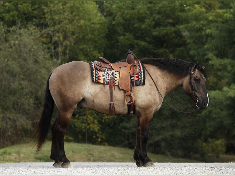 Draft Horse Mix Gelding 5 years 16,2 hh Grullo in Millersburg
