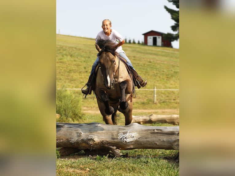 Draft Horse Mix Gelding 5 years 16,2 hh Grullo in Millersburg