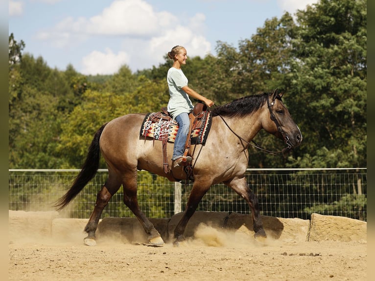 Draft Horse Mix Gelding 5 years 16,2 hh Grullo in Millersburg