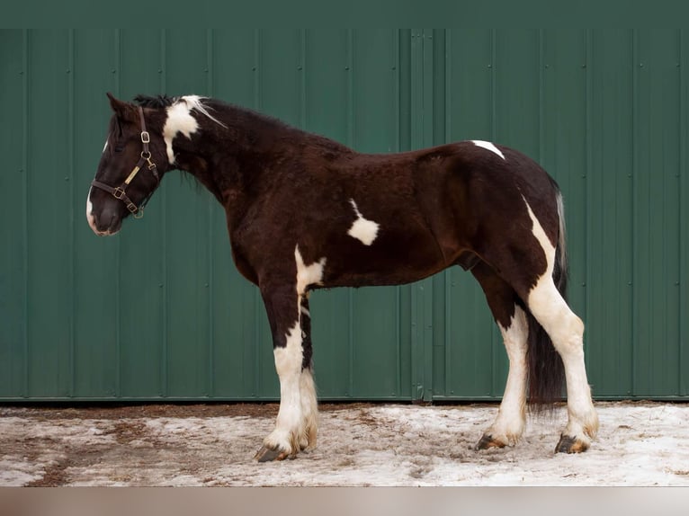 Draft Horse Gelding 5 years 16,3 hh Tobiano-all-colors in Warsaw KY