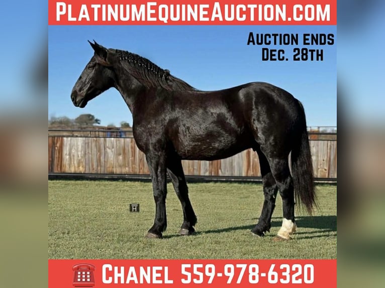 Draft Horse Gelding 5 years 17 hh Black in Jacksboro TX