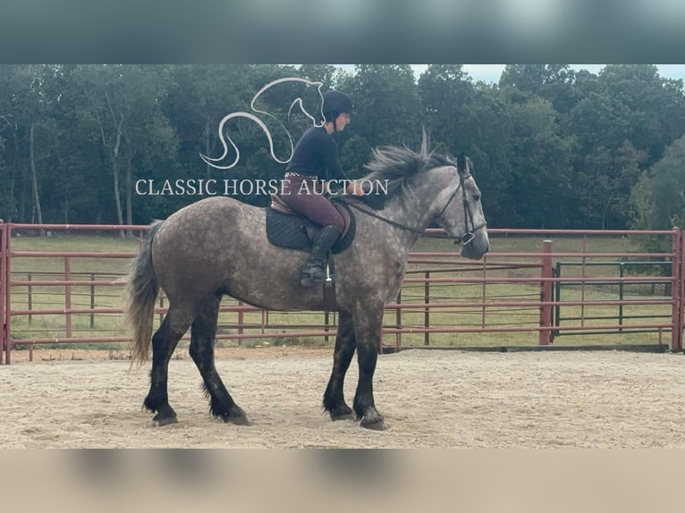 Draft Horse Gelding 5 years 17 hh Gray in Sheldon, MO