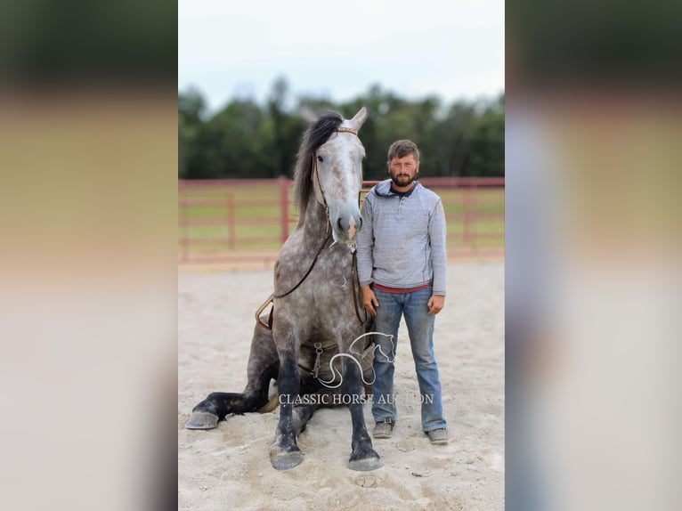 Draft Horse Gelding 5 years 17 hh Grey in Sheldon, MO