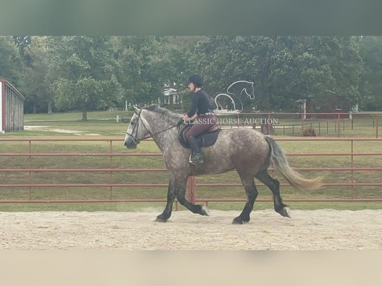 Draft Horse Gelding 5 years 17 hh Grey in Sheldon, MO