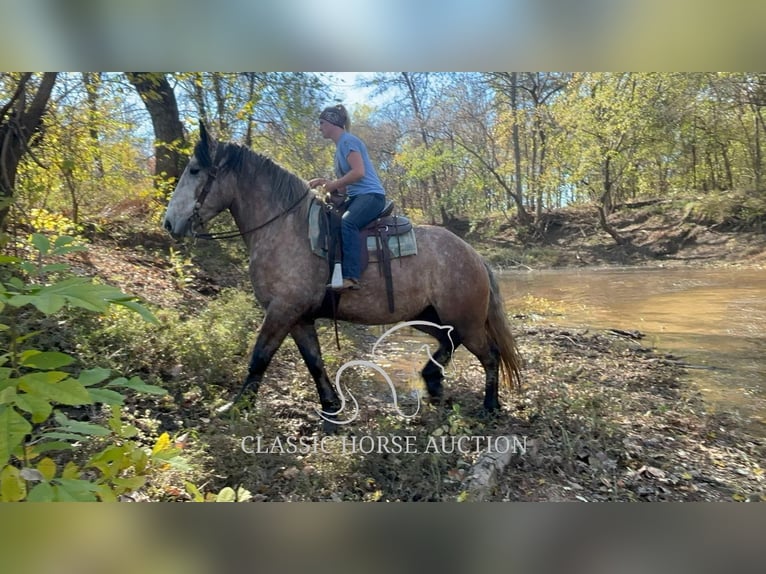Draft Horse Gelding 5 years 17 hh Grey in Sheldon, MO