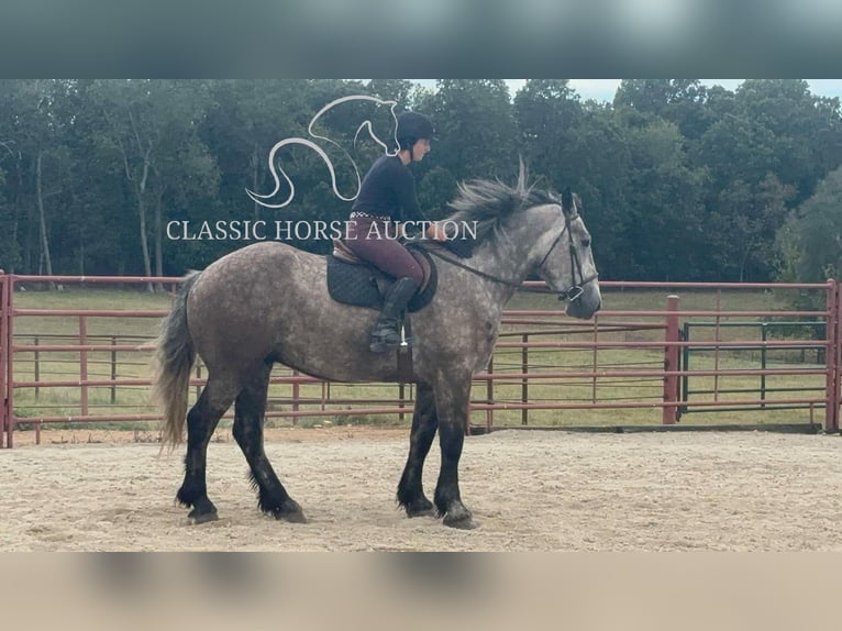 Draft Horse Gelding 5 years 17 hh Grey in Sheldon, MO