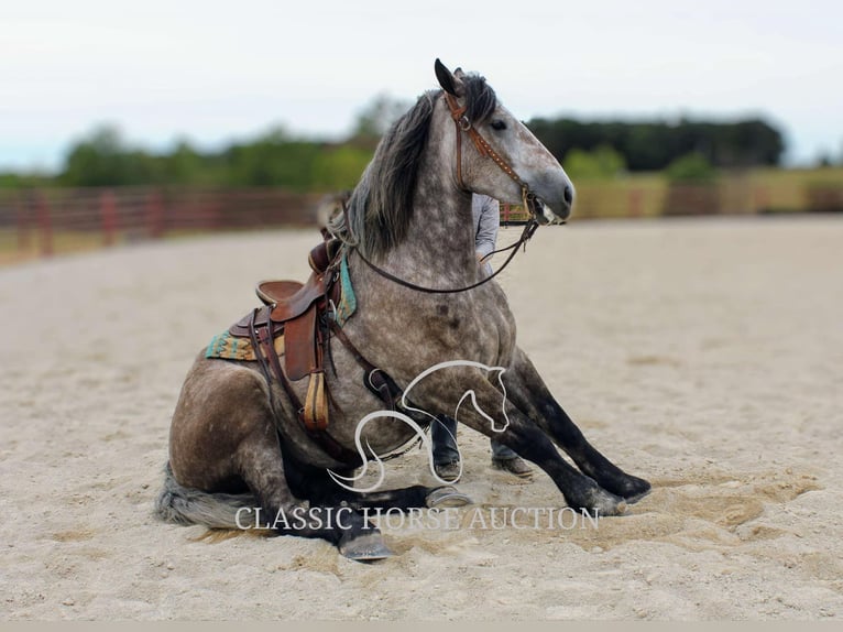 Draft Horse Gelding 5 years 17 hh Grey in Sheldon, MO