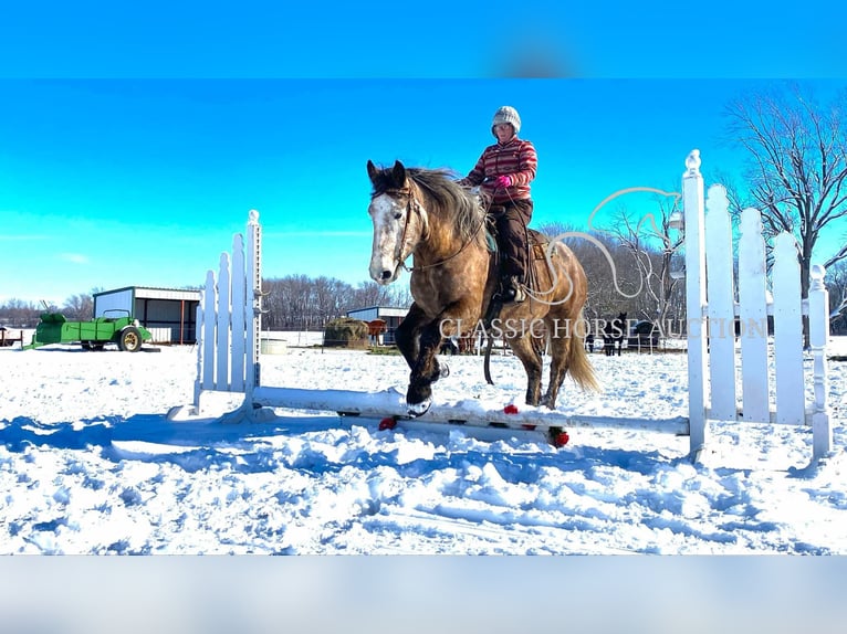 Draft Horse Gelding 5 years 17 hh Grey in Sheldon, MO