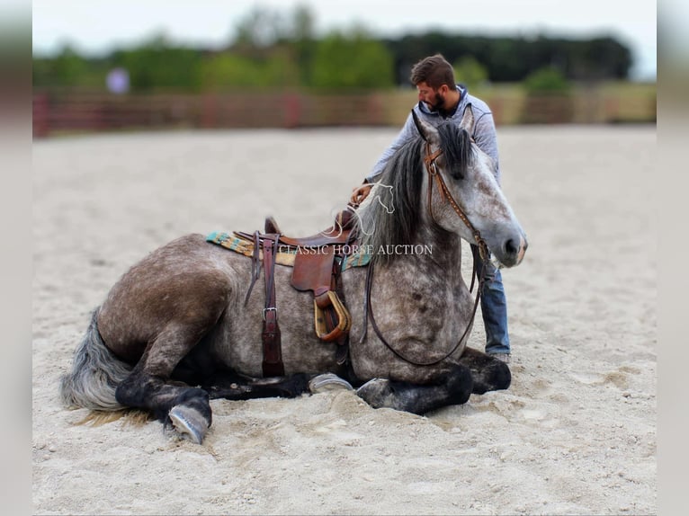 Draft Horse Gelding 5 years 17 hh Grey in Sheldon, MO