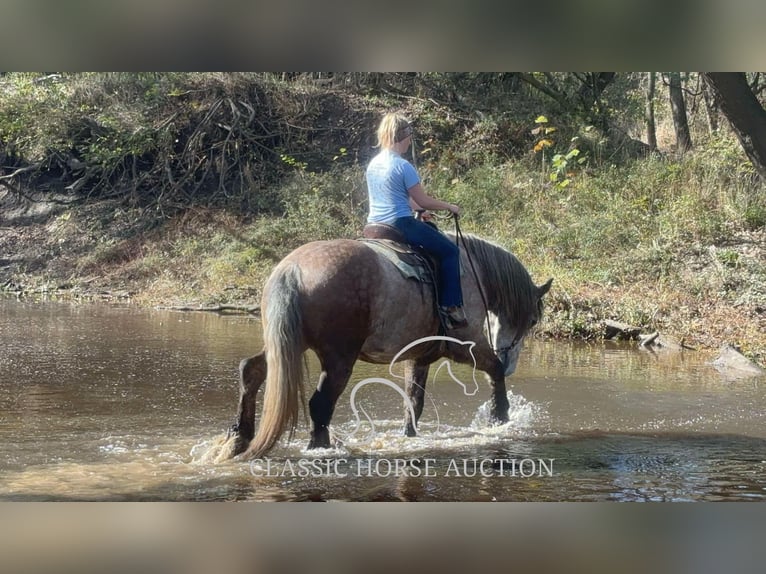 Draft Horse Gelding 5 years 17 hh Grey in Sheldon, MO