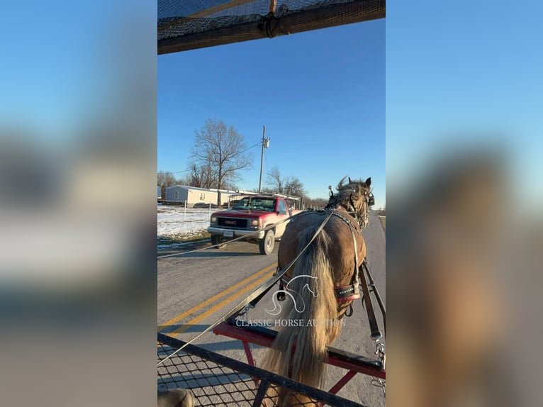 Draft Horse Gelding 5 years 17 hh Grey in Sheldon, MO
