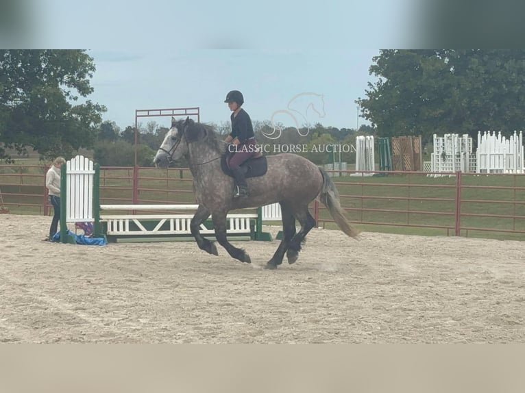 Draft Horse Gelding 5 years 17 hh Grey in Sheldon, MO