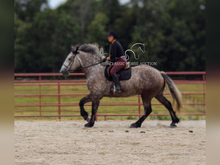 Draft Horse Gelding 5 years 17 hh Grey in Sheldon, MO