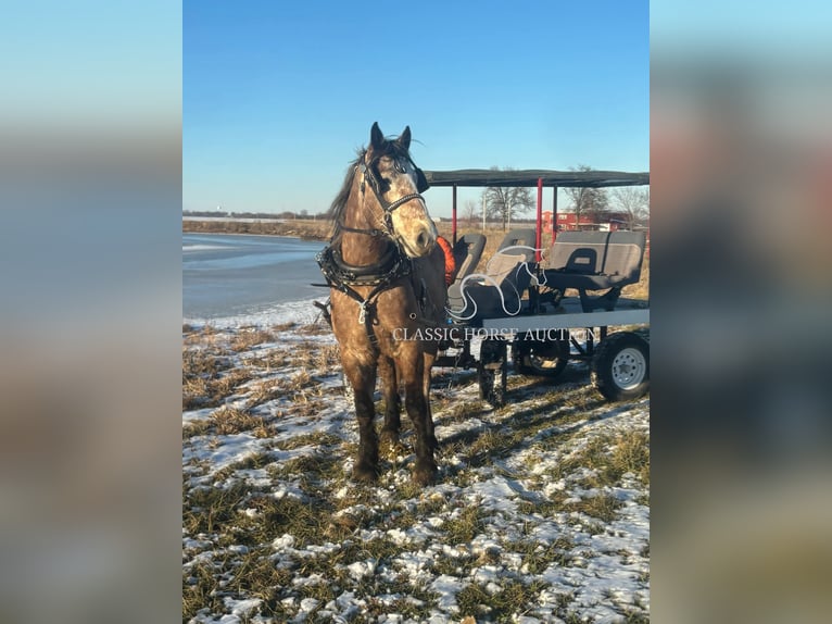 Draft Horse Gelding 5 years 17 hh Grey in Sheldon, MO