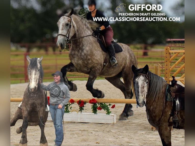 Draft Horse Gelding 5 years 17 hh Grey in Sheldon, MO