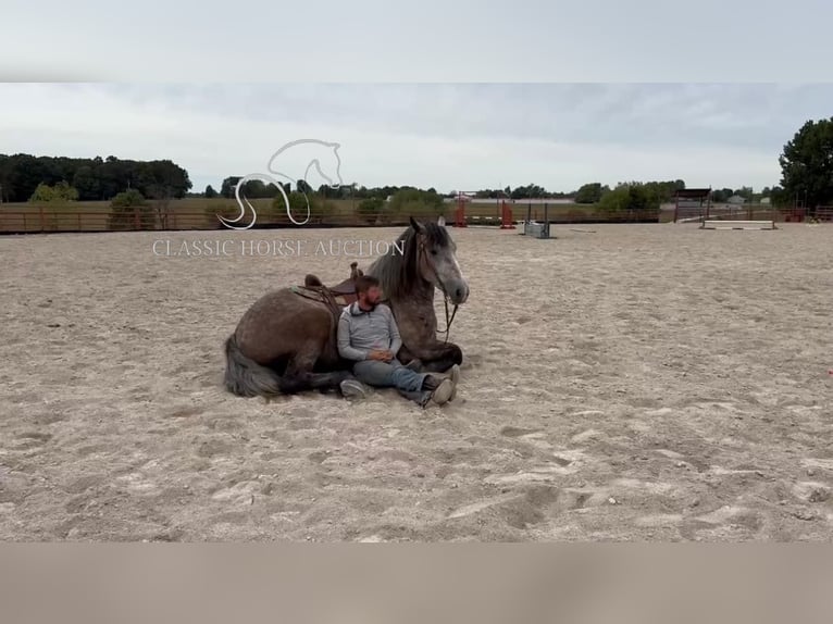Draft Horse Gelding 5 years 17 hh Grey in Sheldon, MO