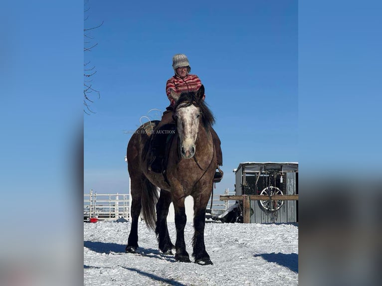 Draft Horse Gelding 5 years 17 hh Grey in Sheldon, MO
