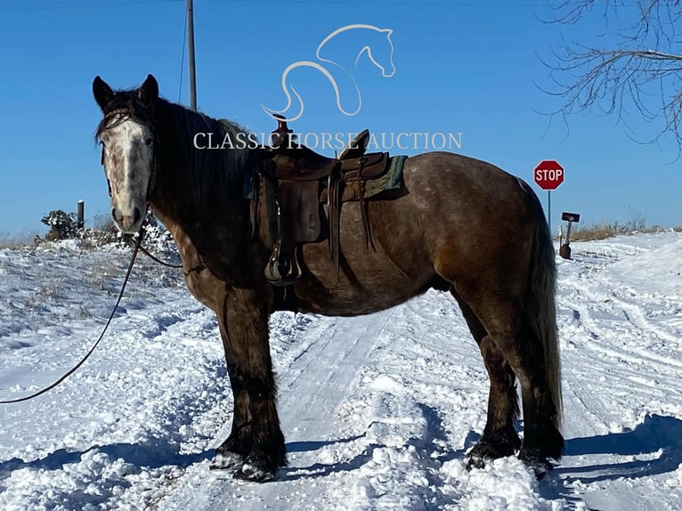 Draft Horse Gelding 5 years 17 hh Grey in Sheldon, MO