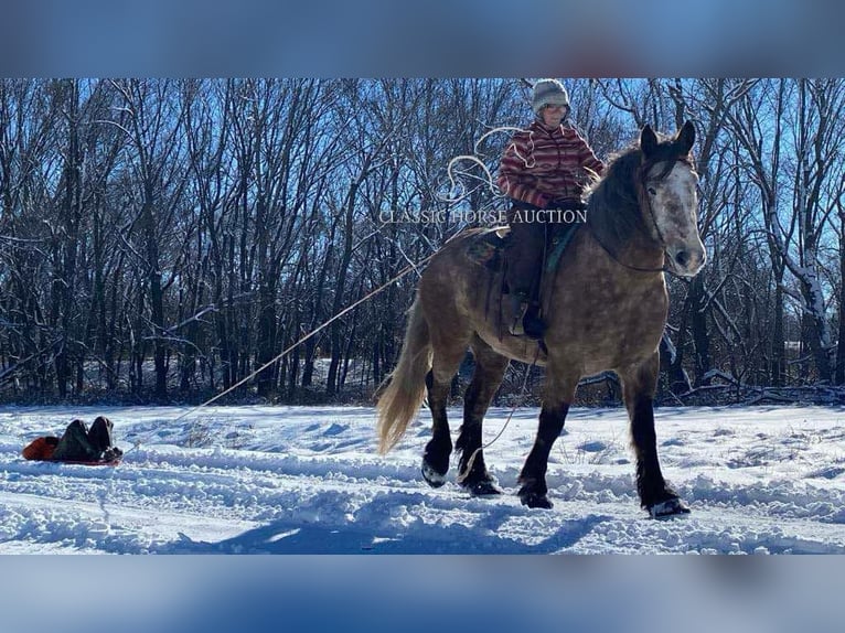 Draft Horse Gelding 5 years 17 hh Grey in Sheldon, MO