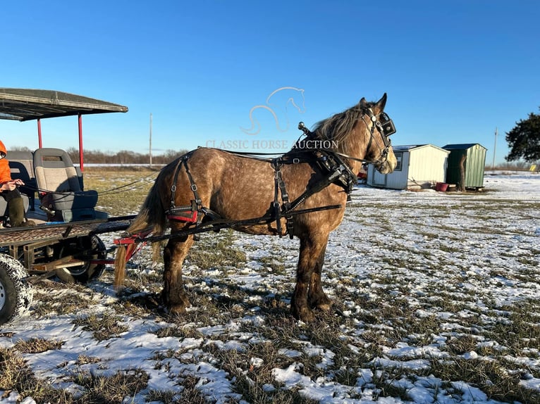 Draft Horse Gelding 5 years 17 hh Grey in Sheldon, MO